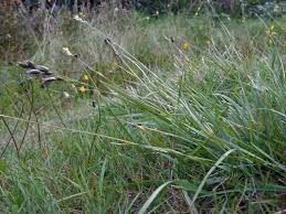 Attēlu rezultāti vaicājumam “Danthonia decumbens bud”