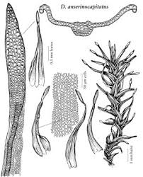 Attēlu rezultāti vaicājumam “Didymodon rigidulus”