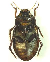 Attēlu rezultāti vaicājumam “Hydrochara caraboides”