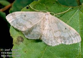 Attēlu rezultāti vaicājumam “Idaea biselata”