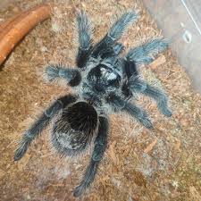 Znalezione obrazy dla zapytania Grammostola grossa