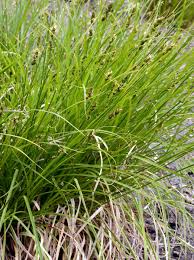 Attēlu rezultāti vaicājumam “Carex echinata”