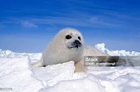 Image result for Pagophilus groenlandicus