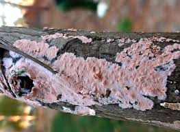 Attēlu rezultāti vaicājumam “Corticium roseum”