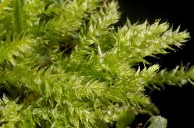 Attēlu rezultāti vaicājumam “Plagiothecium latebricola macro”