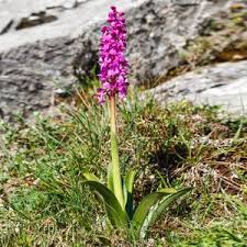 Attēlu rezultāti vaicājumam “Orchis mascula leaf”