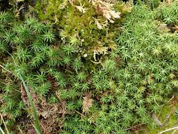 Attēlu rezultāti vaicājumam “Polytrichastrum formosum sporophyte”