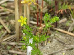 Attēlu rezultāti vaicājumam “Potentilla supina”