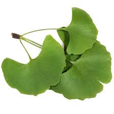 Attēlu rezultāti vaicājumam “Ginkgo biloba leaf”