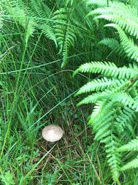 Attēlu rezultāti vaicājumam “Kurzia pauciflora”