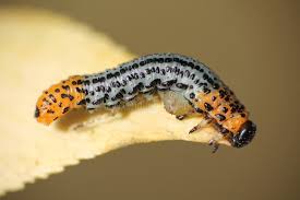 Attēlu rezultāti vaicājumam “Nematus salicis”