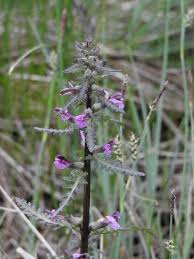 Attēlu rezultāti vaicājumam “Pedicularis palustris flower”