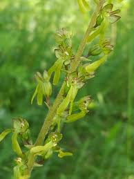 Attēlu rezultāti vaicājumam “Listera ovata bud”