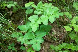 Attēlu rezultāti vaicājumam “Laserpitium latifolium leaf”