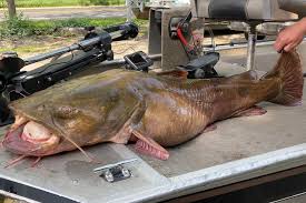 Image result for The Lancaster Fish