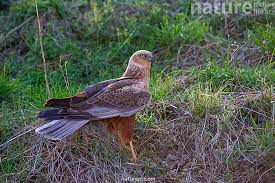 Attēlu rezultāti vaicājumam “Circus aeruginosus”