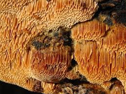 Attēlu rezultāti vaicājumam “Oxyporus corticola”