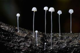 Attēlu rezultāti vaicājumam “Cribraria cancellata macro”