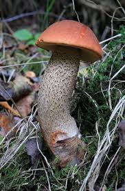 Attēlu rezultāti vaicājumam “Leccinum versipelle”