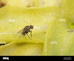 Attēlu rezultāti vaicājumam “Pinguicula vulgaris leaf”