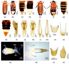 Attēlu rezultāti vaicājumam “Lycogala convexum”