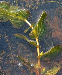 Attēlu rezultāti vaicājumam “Potamogeton perfoliatus flower”