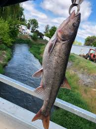 Image result for Mylopharodon conocephalus