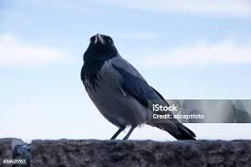 Attēlu rezultāti vaicājumam “Corvus cornix”