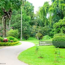 Image result for шри ланка королевский ботанический сад