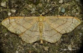 Attēlu rezultāti vaicājumam “Idaea aversata”