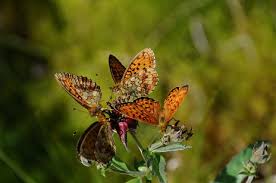 Attēlu rezultāti vaicājumam “Boloria eunomia”