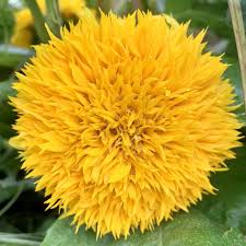 Attēlu rezultāti vaicājumam “Helianthus annuus flower”