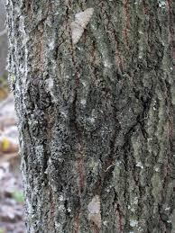 Attēlu rezultāti vaicājumam “Aethalura punctulata”