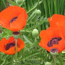 Image result for Papaver orientale
