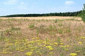 Attēlu rezultāti vaicājumam “Bembix rostrata”