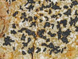 Attēlu rezultāti vaicājumam “Opegrapha atra”