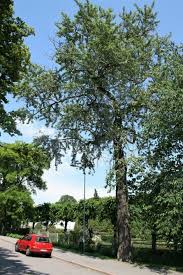 Attēlu rezultāti vaicājumam “Populus laurifolia”