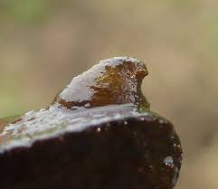 Attēlu rezultāti vaicājumam “Ancylus fluviatilis”