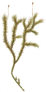 Attēlu rezultāti vaicājumam “Racomitrium canescens sporophyte”