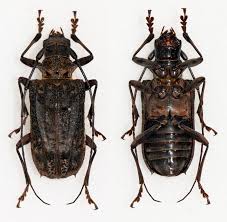 Attēlu rezultāti vaicājumam “Aphis confusa”