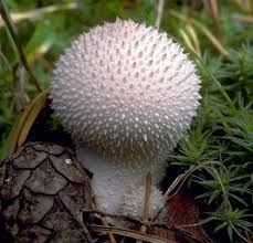 Attēlu rezultāti vaicājumam “Lycoperdon pyriforme sessile”