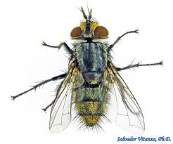 Attēlu rezultāti vaicājumam “Tachinidae”