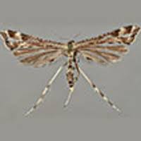 Attēlu rezultāti vaicājumam “Platyptilia sp.”