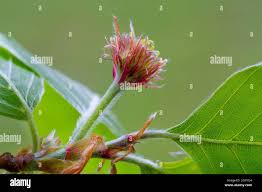 Attēlu rezultāti vaicājumam “Fagus sylvatica flower”