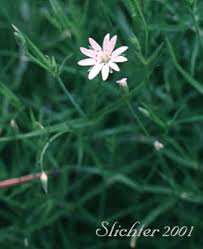 Attēlu rezultāti vaicājumam “Stellaria longifolia flower”
