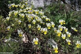 Attēlu rezultāti vaicājumam “Viola tricolor subsp. matutina”