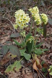 Image result for Primula elatior