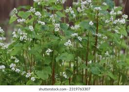 Attēlu rezultāti vaicājumam “Fagopyrum esculentum fruit”