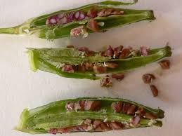 Attēlu rezultāti vaicājumam “Oenothera biennis fruit”