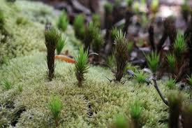 Attēlu rezultāti vaicājumam “Leucobryum glaucum”